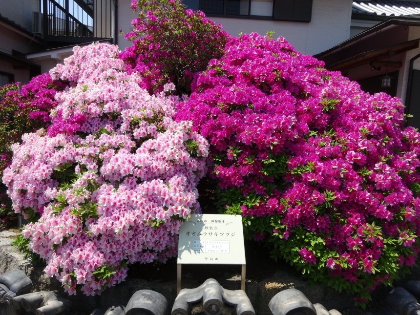 剪定作業 大阪府池田市の植木屋さん 新香園 しんかえん